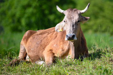 Cow with big horns resting in the meadow