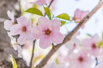 京都の春の風景　満開の桜　京都　日本