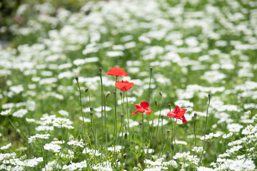 たくさんの白い花に囲まれた赤いポピーの花