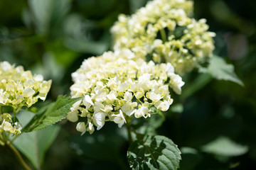 白い紫陽花の花のアップ