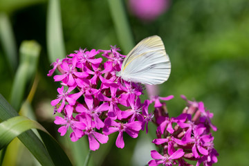 ピンク色の花の蜜を吸うモンシロチョウ