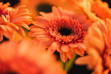 close up of orange blooming gerbers, isolated on black