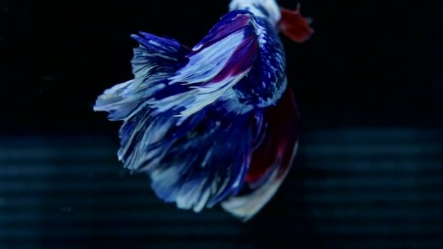 Tricolor Betta fish (Siamese fighting fish) movement in slow motion black background