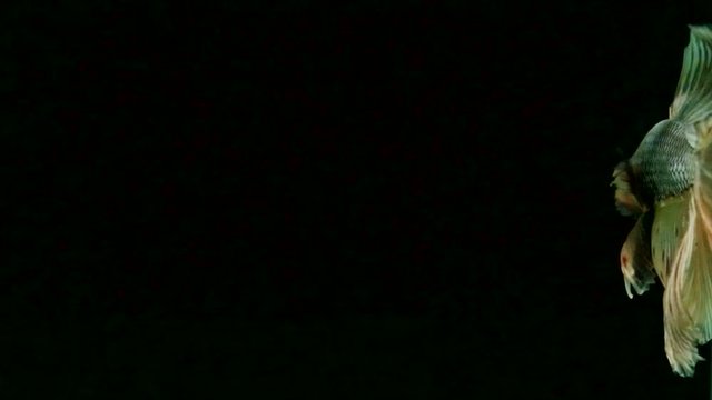 Red Betta fish (Siamese fighting fish) movement in slow motion black background