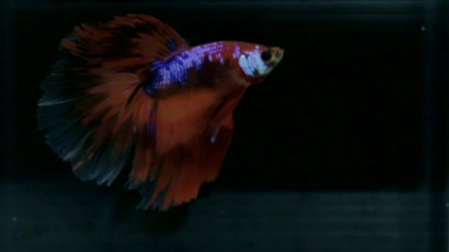 Red Betta fish (Siamese fighting fish) movement in slow motion black background