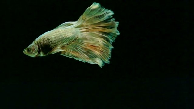 Golden Betta fish (Siamese fighting fish) movement in slow motion black background