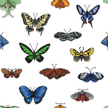 Sketch illustration of a vector butterfly. Ornament with butterflies.