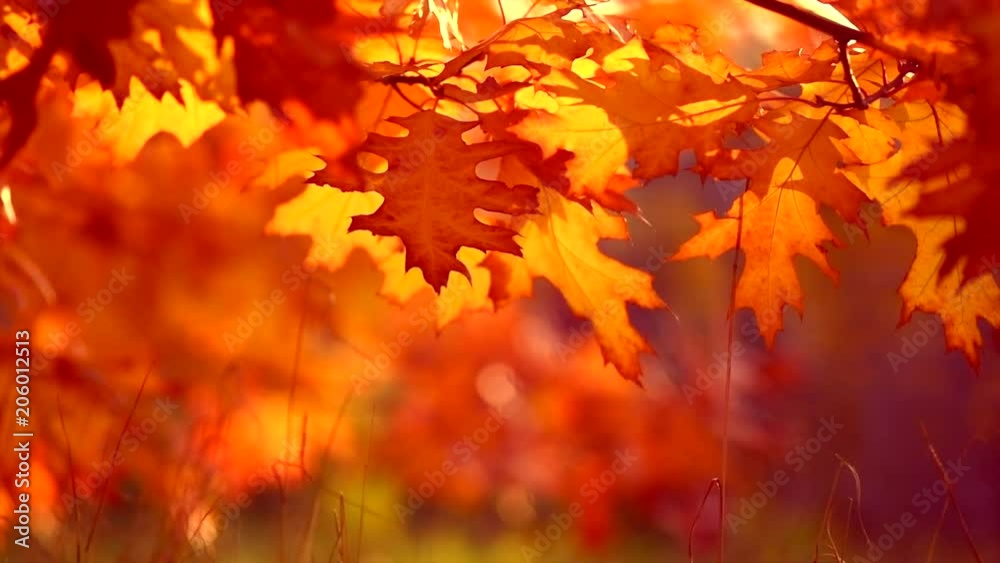 Sticker Autumn leaves swinging on a tree in autumnal park. Fall. Slow motion. 3840X2160 4K UHD video footage