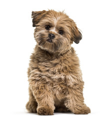 Lhasa apso dog, 8 months old, sitting in front of white background