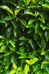 Beautiful leaves of tropical plants in garden and park. 