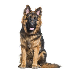 German Shepherd dog sitting against white background