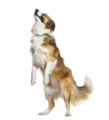 Border Collie dog rearing up against white background