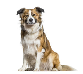 Border Collie dog sitting against white background