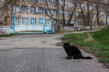 black cat sits on the pavement