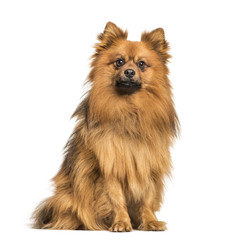 Obraz premium Keeshond dog sitting against white background