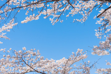 京都の春の風景　満開の桜　京都　日本