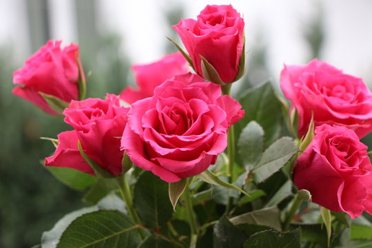 rosen