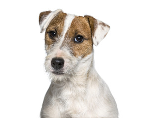 Jack Russell Terrier puppy in portrait against white background
