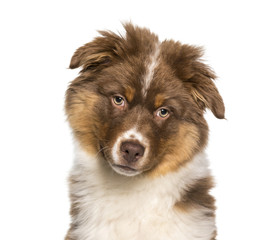 Australian Shepherd puppy in close up against white background