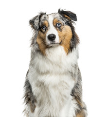 Australian Shepherd dog looking up against white background