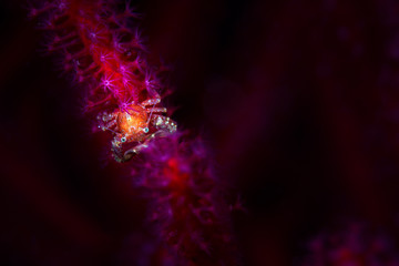 Porcelain crab on a magenta wire coral 