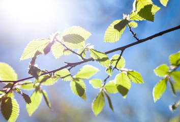 Young birch branch in the spring in the sun, blue sky on the background. Awakening of nature.