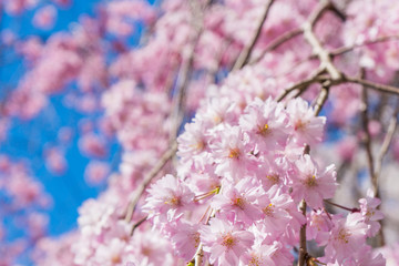 京都の春の風景　満開の桜　京都　日本