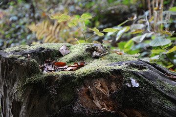 Beautiful nature in the Carpathians
