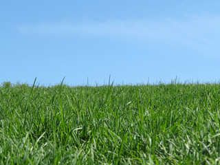 Skyline with green grass and clear blue sky. Ecologic background with free copy space