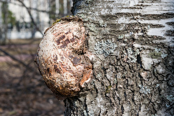 Growth on the trunk of birch, cap, birch plant disease

