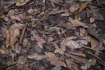Plant details in a forest in Brisbane, Australia