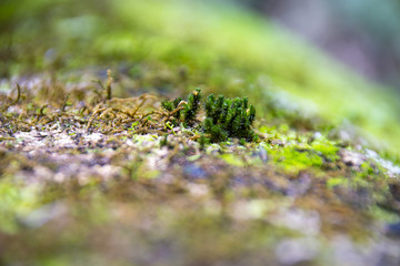 Plant details in a forest in Brisbane, Australia