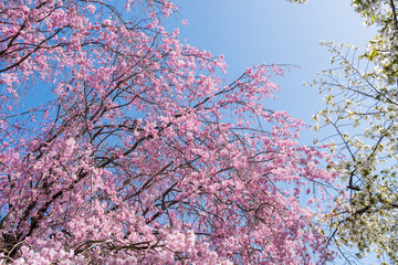 京都の春の風景　満開の桜　京都　日本