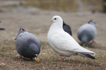 Pigeons eating bread in autumn park