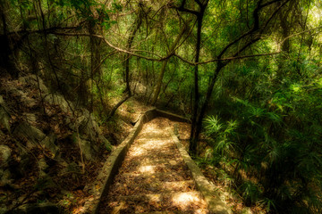 Walkway into the jungle