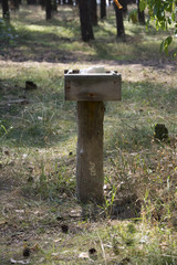 Animal feed in the forest
