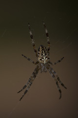 lonely spider in the forest

