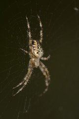 lonely spider in the forest
