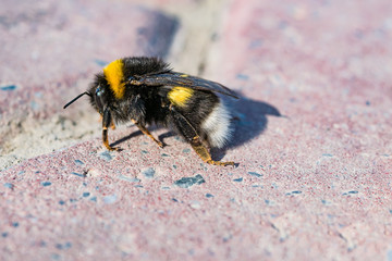 Large black bumblebee with yellow stripes on the asphalt close-up, macro