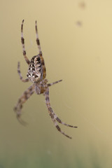 lonely spider in the forest
