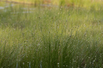small flowers in grass
