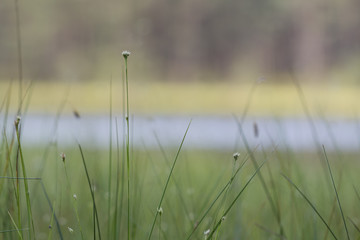 small flowers in grass
