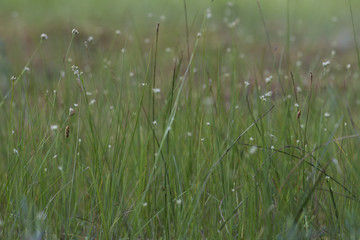 small flowers in grass
