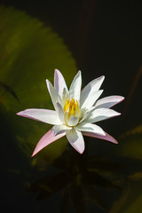 Close up of water lily flower.