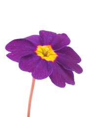 Flower primula
