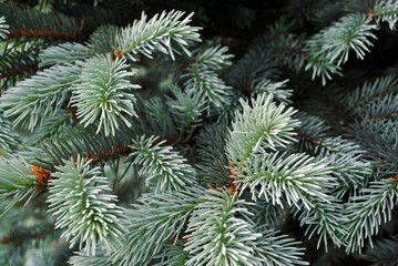 Soft blue pine twigs with needles, close up detail, soft blurry background