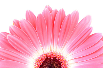 Flower gerbera