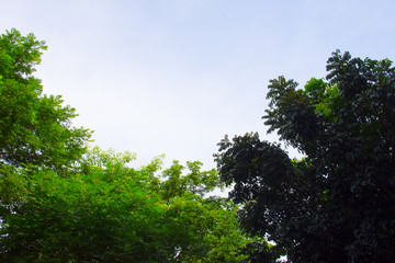 Beautiful green  tree sky background