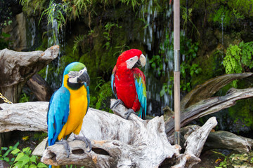 Macaw in the Rain forest