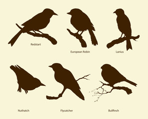Vector set of birds: Bullfinch, Redstart, Nuthatch, Flycatcher, Lanius, Robin
